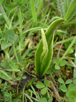 Adders Tongue4