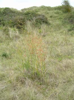 Asparagus