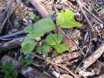 Beech
