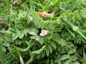 Birdsfoot