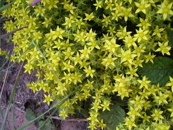 Biting Stonecrop