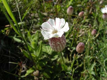 BladderCampion
