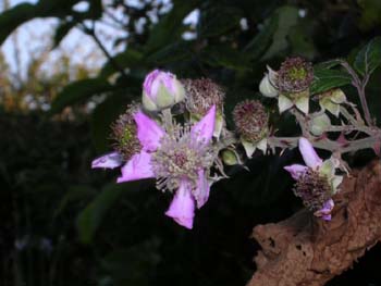 Bramble