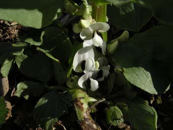 BroadBean