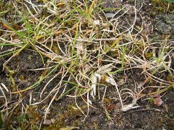 Bulbous Meadowgrass