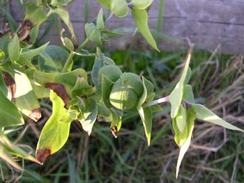Caper Spurge 2