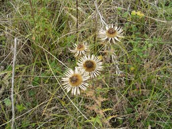 Carline Thistle 02