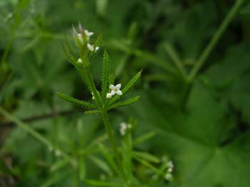Cleavers
