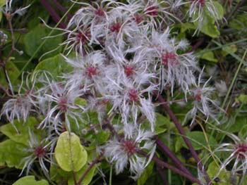 Clematis