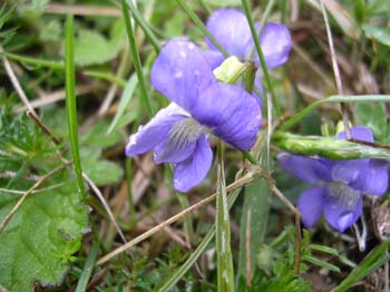 Common Dog Violet 3