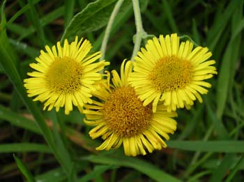 Common Fleabane