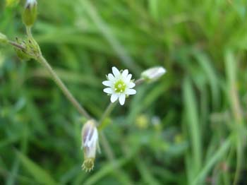 Common Mouse-ear