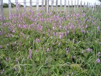 Common Ramping-fumitory