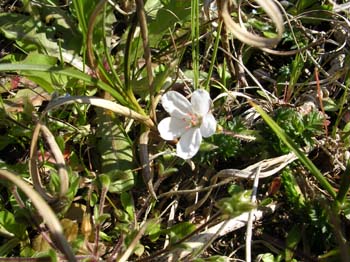 Common Storksbill