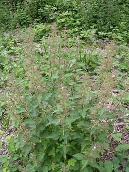 CommonNettle