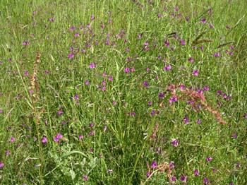 CommonVetch