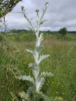 Cotton Thistle