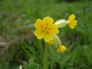 Cowslip