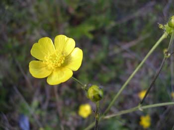 creeping buttercup creeping buttercup