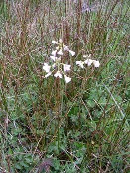 Cuckoo Flower2
