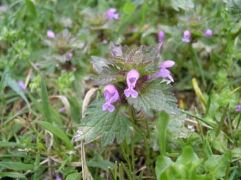 Cutleaved Deadnettle3