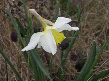 Daffodil closeup