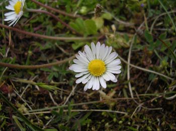 Daisy