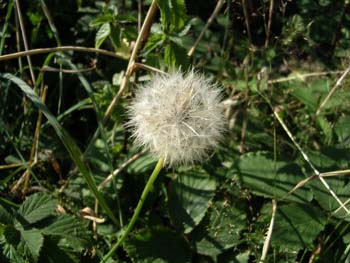 Dandelionclock