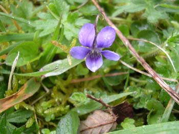 Early Dog Violet 3