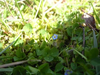 Early Forgetmenot