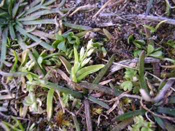 Early Meadow Grass