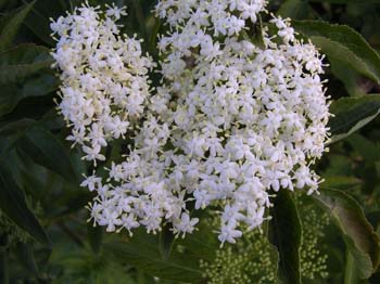 Elder