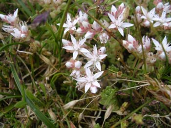 English Stonecrop