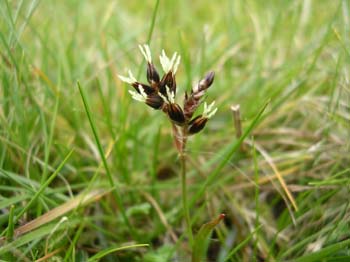 Field Woodrush