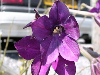 Flowering Tobacco 01