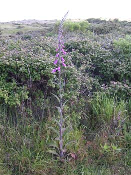 Foxglove