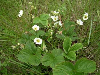 Garden Strawberry