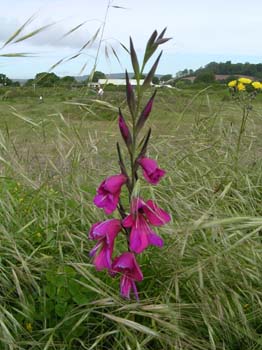 Gladiolus
