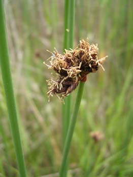 GlaucousBulrush