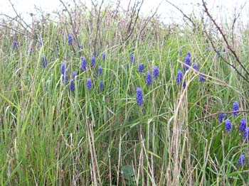 Grape Hyacinth