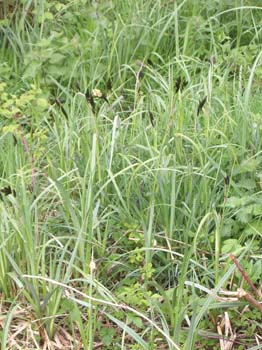 Greater Pondsedge