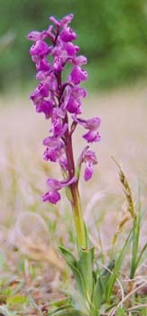 Green-wingedorchid