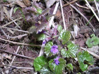Ground Ivy