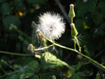 Groundsel