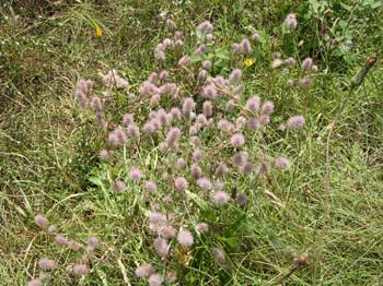 Haresfoot Clover