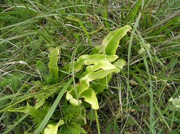 HartsTongueFern