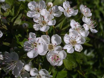 Hawthorn