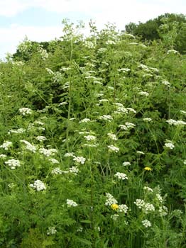 Hemlock