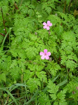 Herb Robert