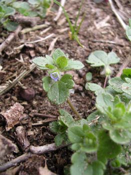 Ivyleaved Speedwell